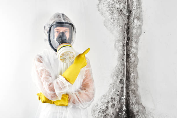 Mold Documentation for Insurance Claims in Washburn, IL